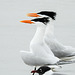 Day 4, Royal Terns, Mustang Island, Texas