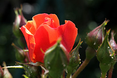 Rose in meinem kleinen Garten (Pic in Pic)