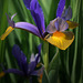 Iris ukrainensis...