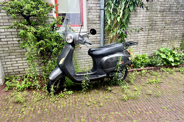Moped taken over by the jungle