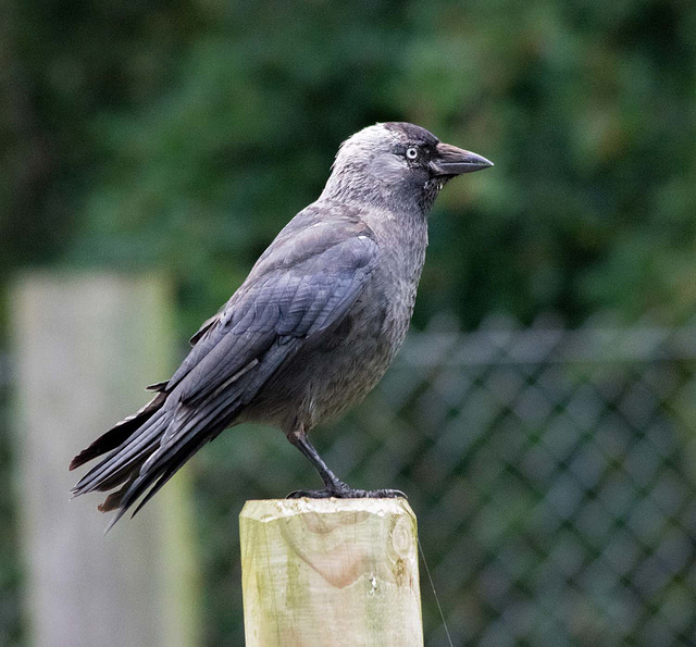 Hooded Crow Profile