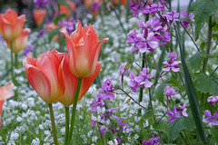 BESANCON: Une tulipe au gardin des sens