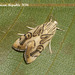 DR063 Dichogama redtenbacheri (Caper-leaf Webworm)