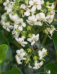 Four spot ladybird on a pyracantha