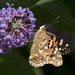 Profile of a Painted Lady