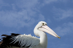 262/365 Pelican at Caloundra
