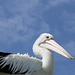 262/365 Pelican at Caloundra