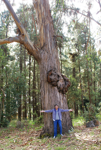 Eukalyptusbaum mit 1,60m Durchmesser. ©UdoSm