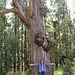 Eukalyptusbaum mit 1,60m Durchmesser. ©UdoSm