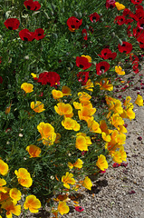 California Poppies and Ladybird Poppies