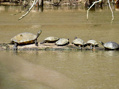 Painted turtles - Chrysemys picta