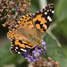 Painted Lady from the front