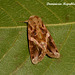 DR064 Spodoptera androgea (Androgea Armyworm)