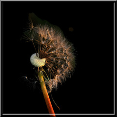 BESANCON: Une fleur de pissenlit