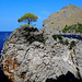 The Wonders of Mallorca:   Island lone tree