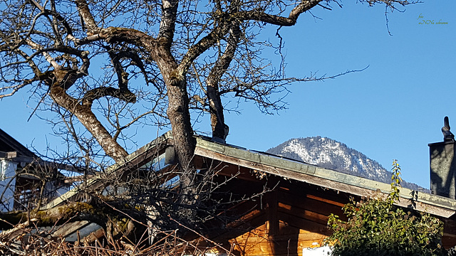 Dachschaden   oder  ein Baumhaus