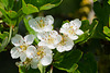 Hawthorne Blossom-DSA0143