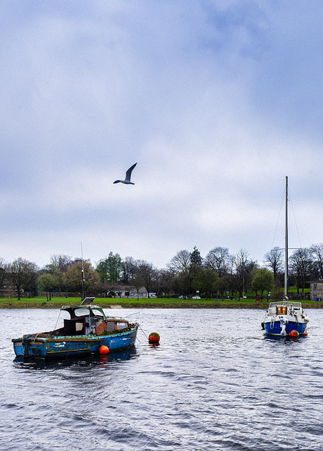 Two Boats and a Common Gull