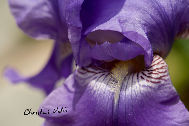 the centre of the iris