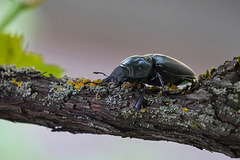 Insekten Highlights 2021 (1): Balkenschröter - Insect highlights 2021 (1): Lesser stag beetle