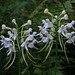 Platanthera integrilabia (White Fringeless orchid)