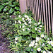 So many primroses alongside the fence.