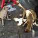 street puppies