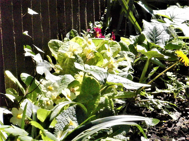 More primroses and some polyanthus (red)
