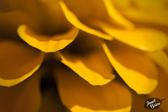 168/366: Golden Petals