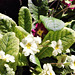 The annual primroses and polyanthus, come out without fail.
