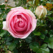 Roses de Ronsard pour vous*****************