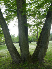 Drillingsbaum im Park