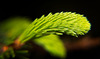 Die feinen grünen Triebe der Fichte :))  The fine green shoots of the spruce :))  Les fines pousses vertes de l'épicéa :))