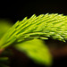 Die feinen grünen Triebe der Fichte :))  The fine green shoots of the spruce :))  Les fines pousses vertes de l'épicéa :))