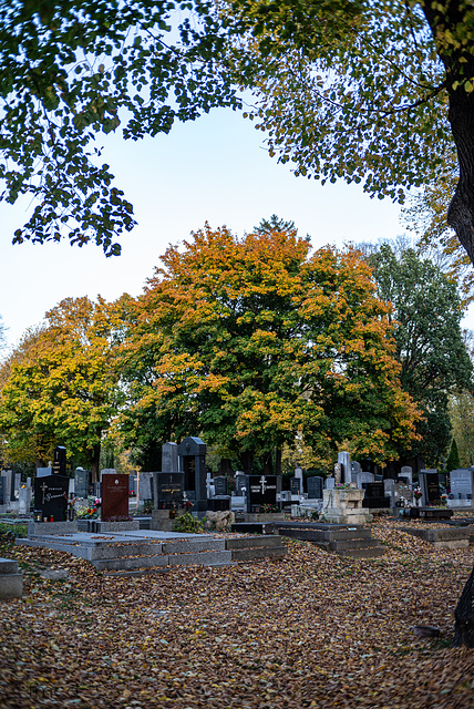 Herbst am Zentralfriedhof.