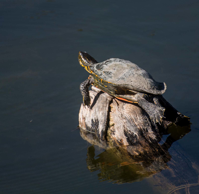 Sunbathing turtle