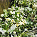 Still more bunches of primroses