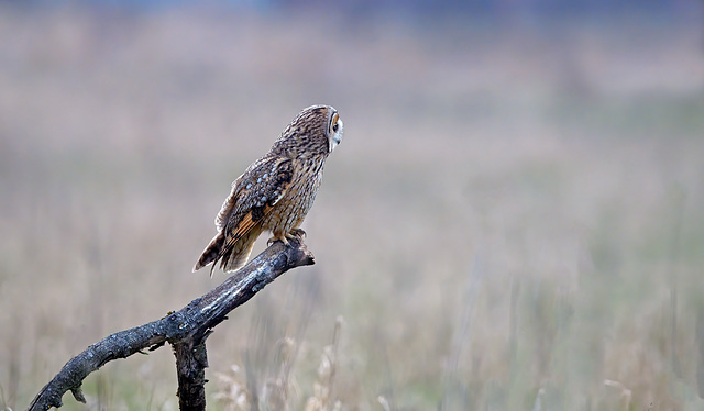 Hibou Moyen duc - Long eared Owl