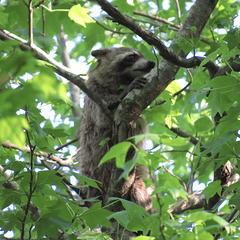 Raccoon high in a sweet-gum tree