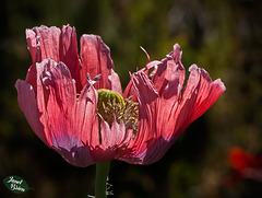 166/366: Exotic Pink and Purple Frilled Poppy