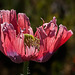 166/366: Exotic Pink and Purple Frilled Poppy