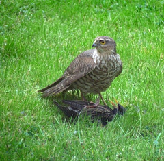 Sparrowhawk With Starling