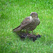 Sparrowhawk With Starling
