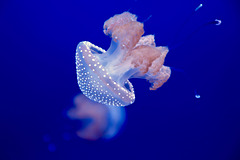 Aquarium de Honolulu. lampe fluo pour les méduses et oursins pip