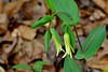 Uvularia Perfoliata