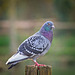 Pigeon on a Post