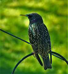 Starling.....covered In Little Hearts!!