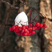 Snow-capped berries