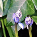 The first bluebells - tiny - but here all the same.