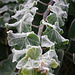 Frosty ivy